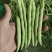 四季豆大棚刀豆15～20厘米大量供应