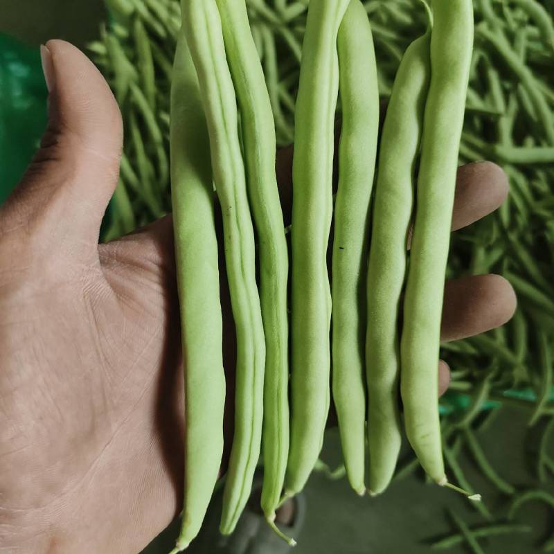 四季豆大棚刀豆15～20厘米大量供应