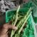 四季豆大棚刀豆15～20厘米大量供应