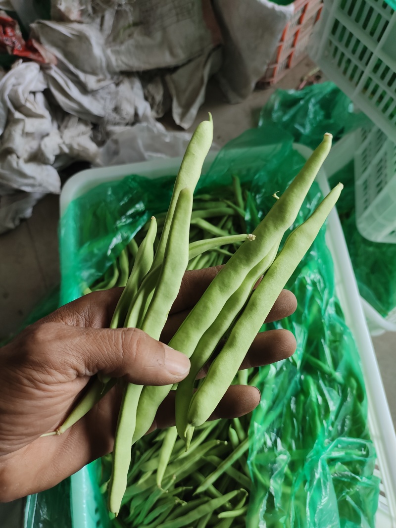 四季豆大棚刀豆15～20厘米大量供应