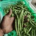四季豆大棚刀豆15～20厘米大量供应