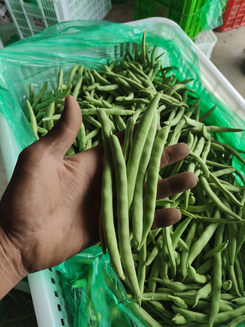 四季豆大棚刀豆15～20厘米大量供应