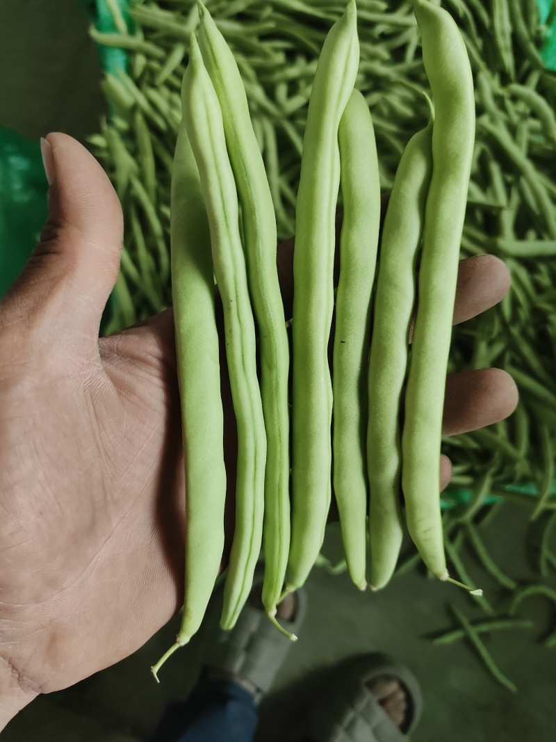 四季豆大棚刀豆15～20厘米大量供应