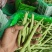 四季豆大棚刀豆15～20厘米大量供应