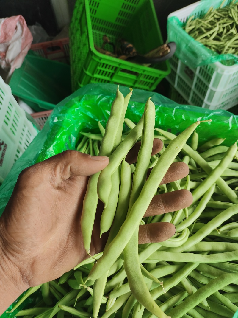 四季豆大棚刀豆15～20厘米大量供应