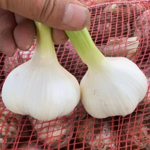 大红花新鲜大蒜，紫皮大蒜头，一手货源，量大从优