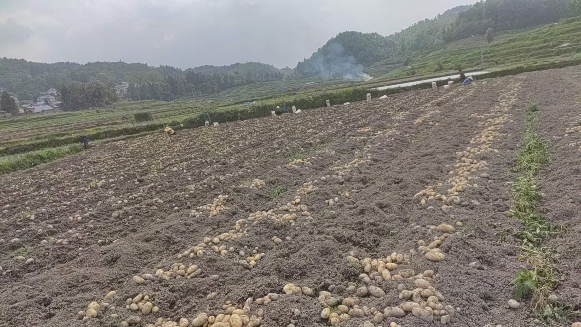 甘肃定西黄心土豆采收场景