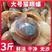 【鲜活猫眼螺】海鲜水产新鲜贝类无沙猫眼螺香螺肚脐花螺