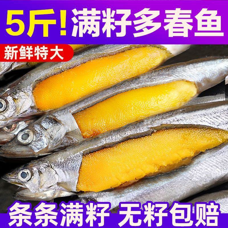 北海湾多春鱼满籽新鲜多籽鱼冷冻鲜活海鲜水产特大海鱼烧烤食