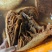 染色毛肚茶色个子牛百叶火锅食材