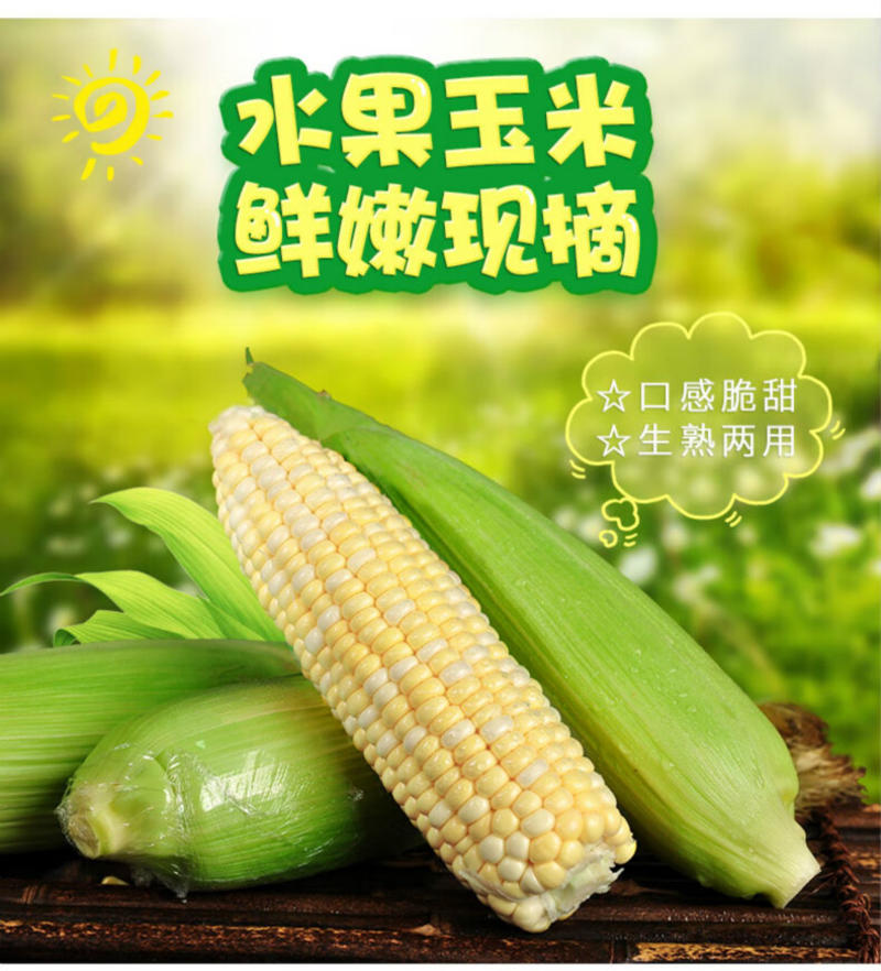 浙江农家种植的金银双色水果玉米，甜玉米，嫩玉米