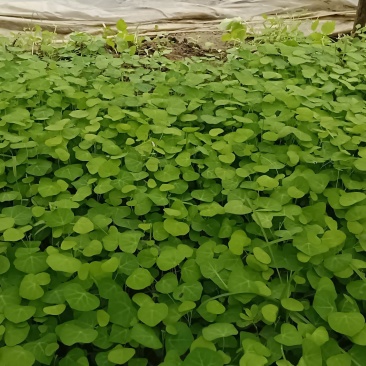 粉防已苗，江西省土木香苗。