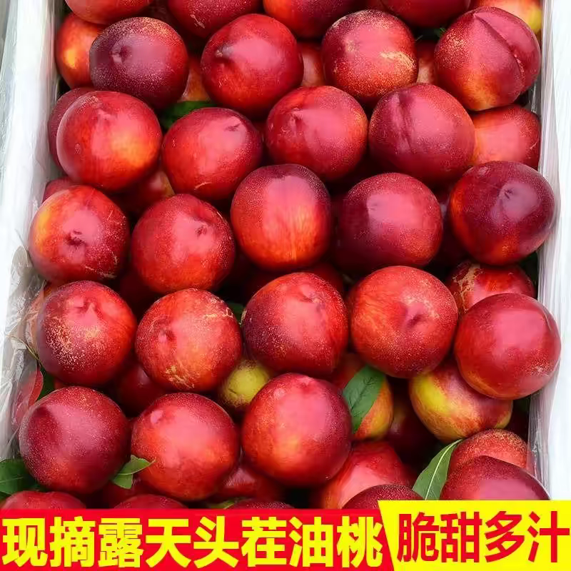 山东平邑精品油桃，大量出货中。口感脆甜多汁，欢迎来电咨询