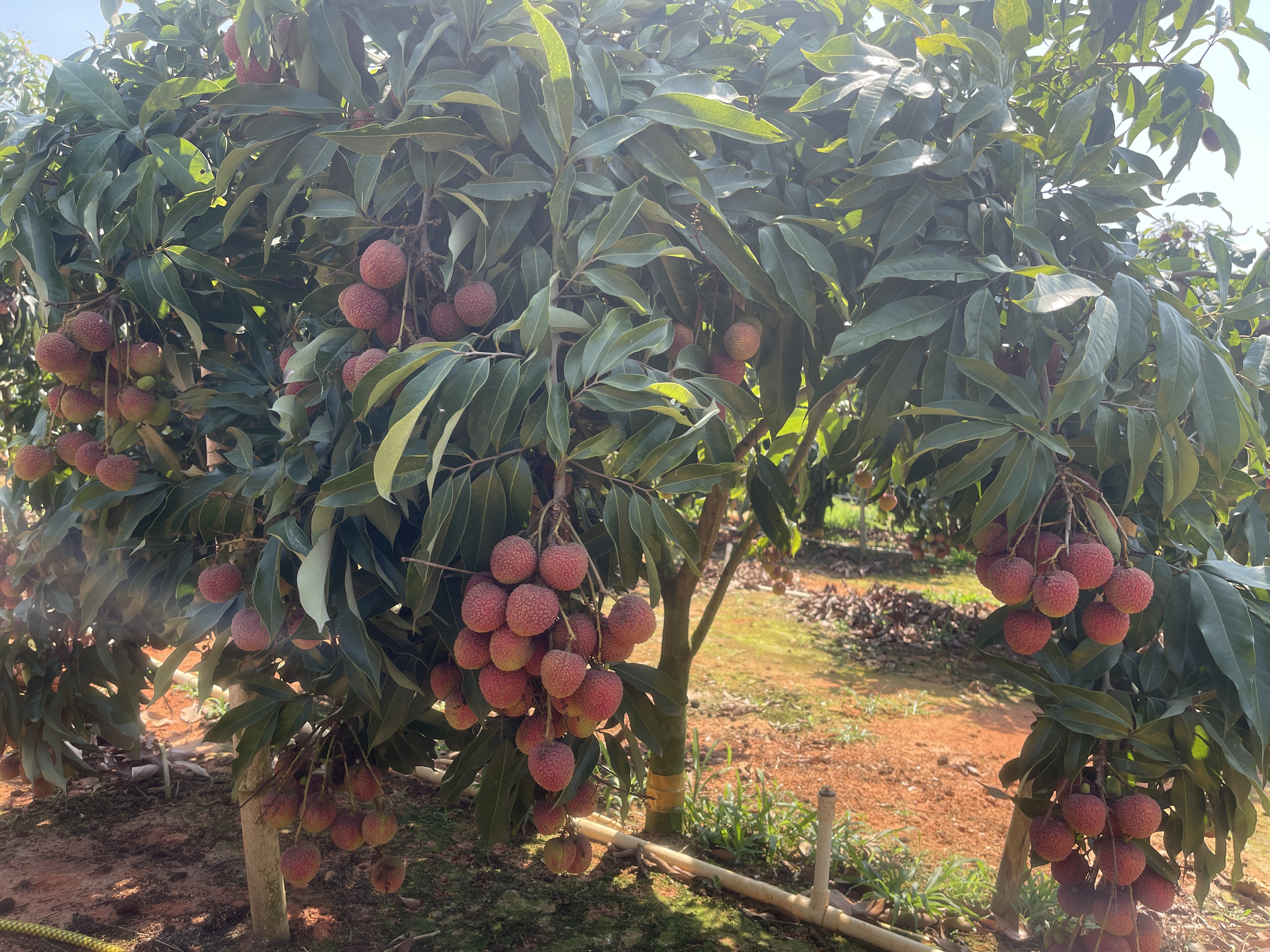 妃子笑荔枝结果实况
