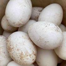 河北农家土产鹅蛋，纯粮食