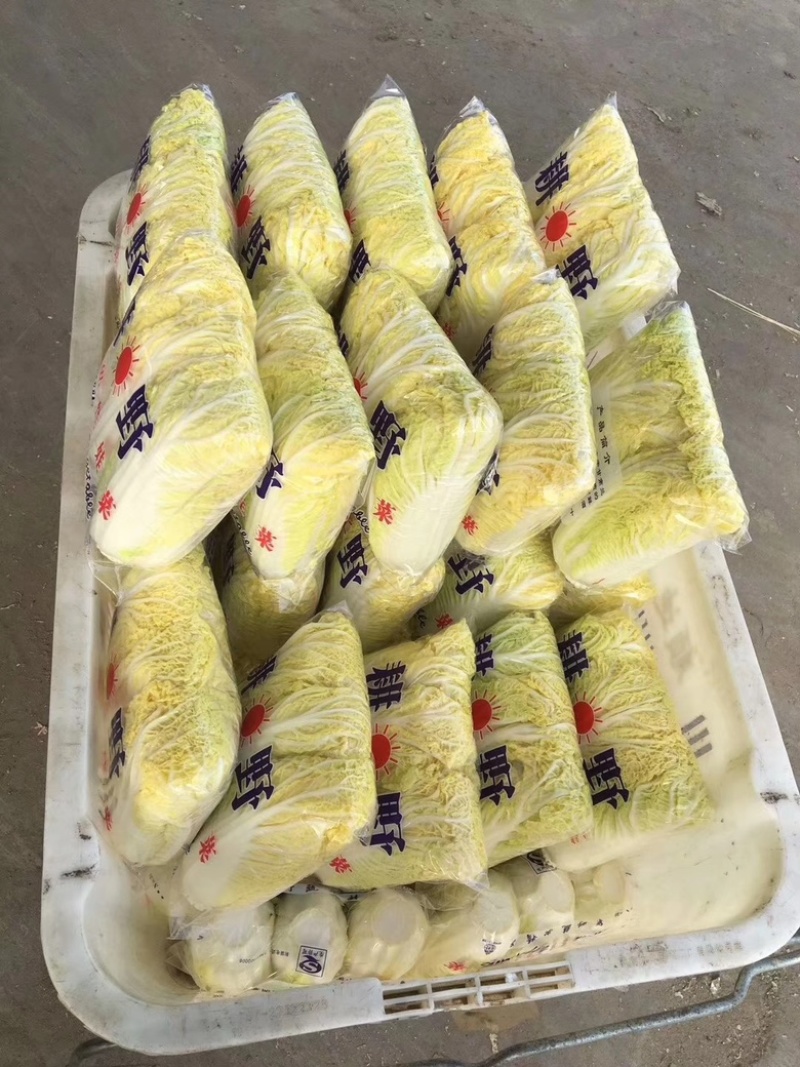 小娃娃菜-兰州精品高原夏菜小娃娃菜欢迎电话咨询，陇顺达