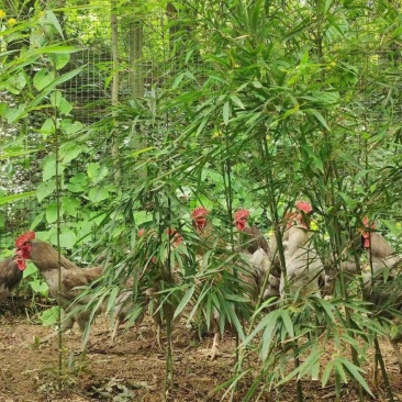 百亩山林养殖，纯粮食，青菜，虫子喂养土鸡、跑山鸡。