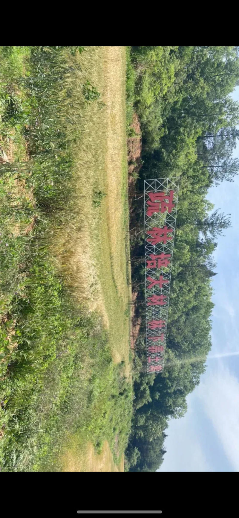 百亩山林养殖，纯粮食，青菜，虫子喂养土鸡、跑山鸡。