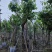 大叶紫薇（开花紫花）12～15公分基地直销规格齐全