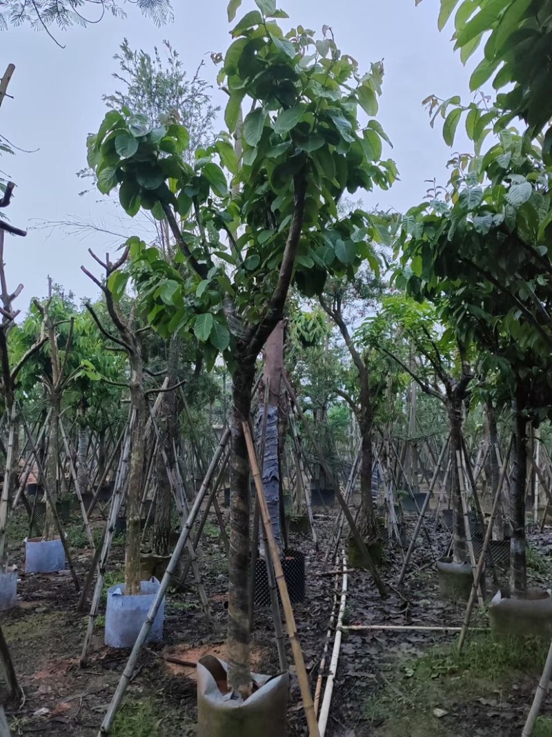 大叶紫薇（开花紫花）12～15公分基地直销规格齐全