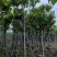 大叶紫薇（开花紫花）12～15公分基地直销规格齐全