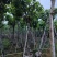 大叶紫薇（开花紫花）12～15公分基地直销规格齐全