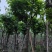大叶紫薇（开花紫花）12～15公分基地直销规格齐全