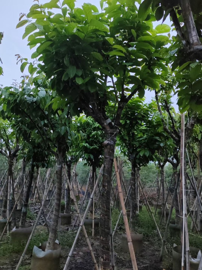 大叶紫薇（开花紫花）12～15公分基地直销规格齐全