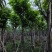 大叶紫薇（开花紫花）12～15公分基地直销规格齐全