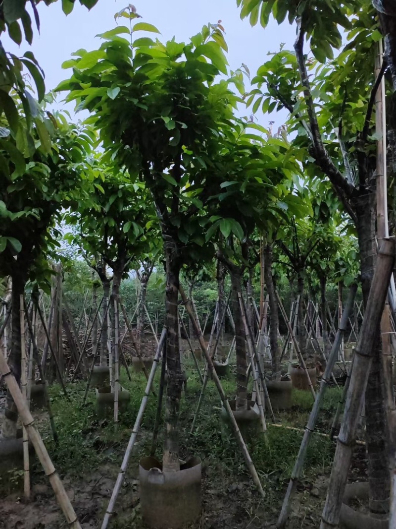 大叶紫薇（开花紫花）12～15公分基地直销规格齐全