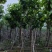 大叶紫薇（开花紫花）12～15公分基地直销规格齐全