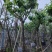 大叶紫薇（开花紫花）12～15公分基地直销规格齐全