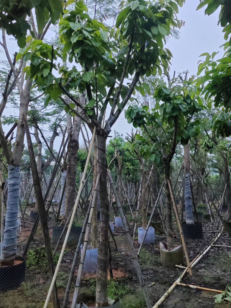 大叶紫薇（开花紫花）12～15公分基地直销规格齐全