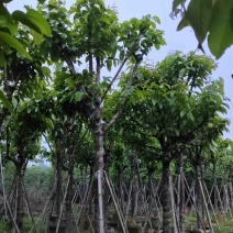 大叶紫薇（开花紫花）12～15公分基地直销规格齐全
