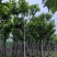 大叶紫薇（开花紫花）12～15公分基地直销规格齐全