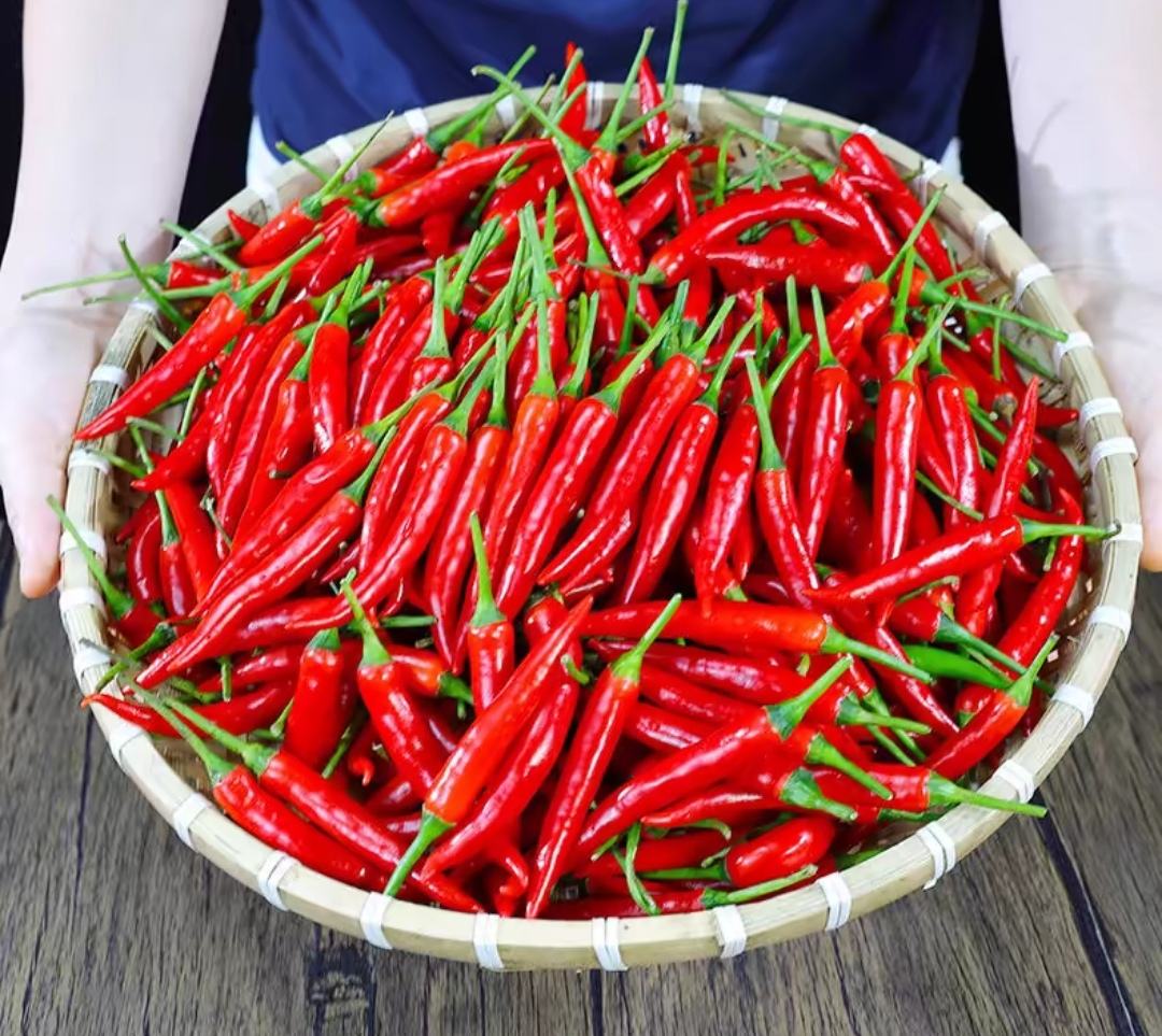 清洗后的大红尖椒摆放在竹篮中