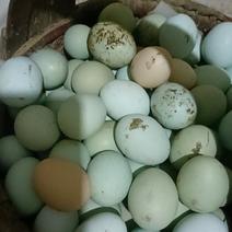 散养土鸡蛋，绿壳蛋，初产蛋