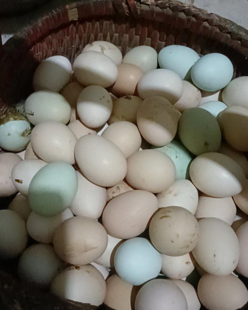 散养土鸡蛋，绿壳蛋，初产蛋