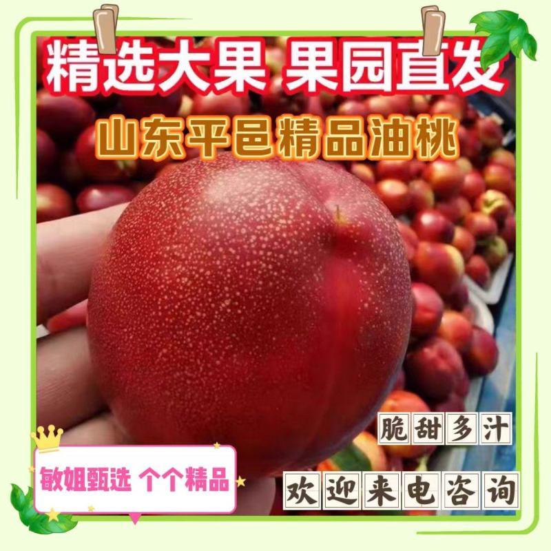 油桃山东油桃〔精选〕露天油桃，产地对接电商市场商超欢迎定