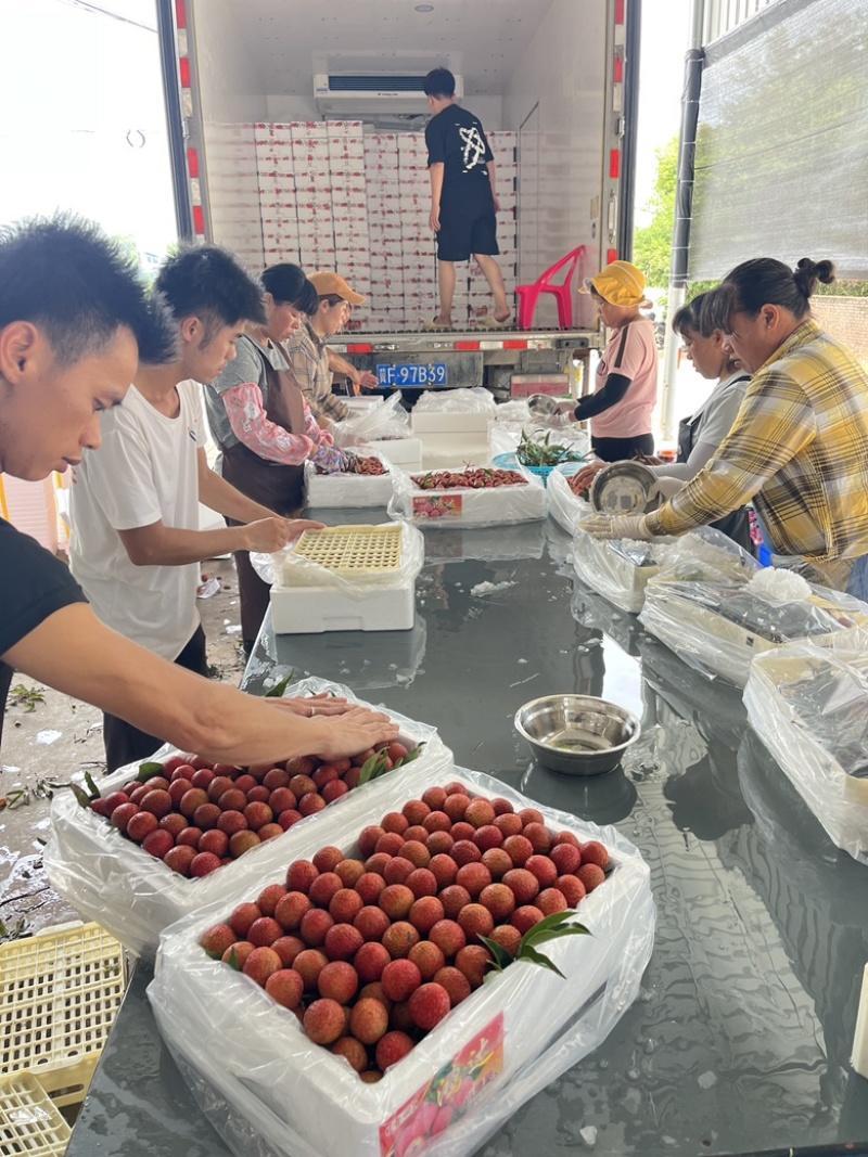 白糖罂荔枝开始上市，全国对接发货欢迎来采购原产地一手货源