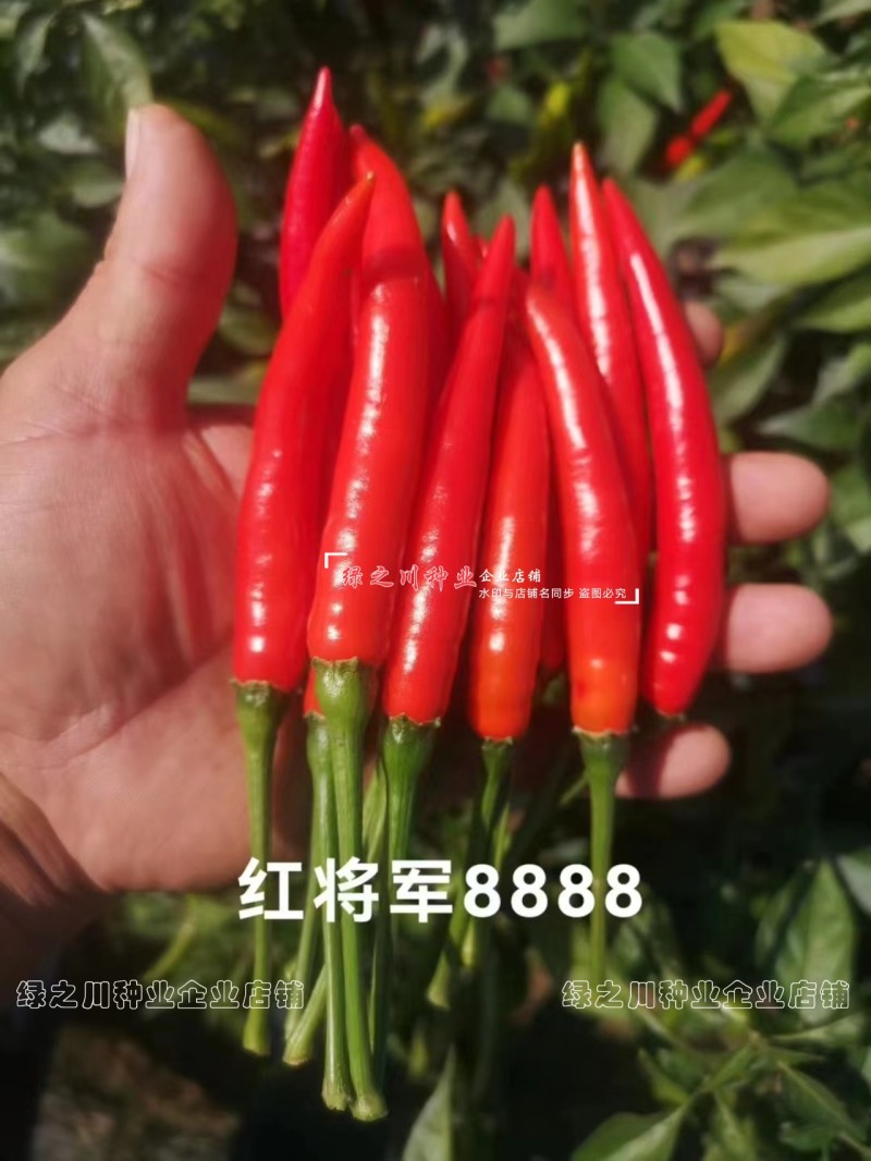 正宗红将军8888辣椒种籽大果型朝天椒种子尾期果大辣度强抗病