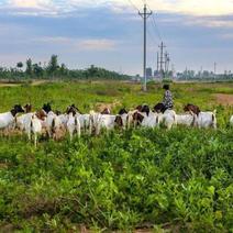 河南农户散养山羊，可可实地看羊活羊出售，少量可代为屠宰，
