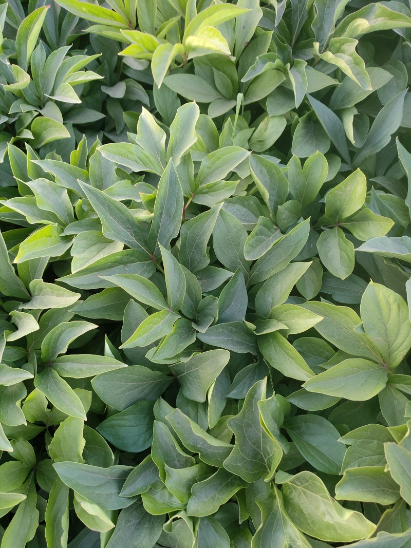 赤芍苗，山赤芍苗，山赤芍苗，山赤芍苗