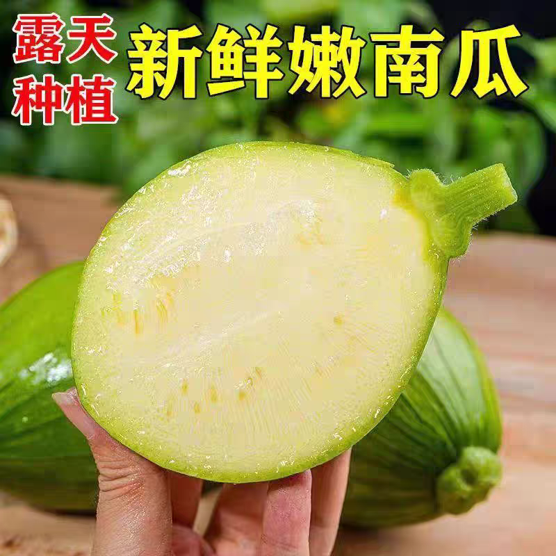 小南瓜嫩南瓜产地一手货源，货源充足，支持视频看货