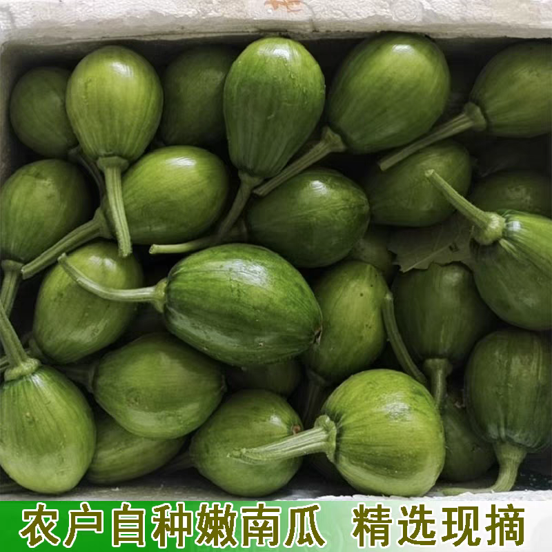 小南瓜嫩南瓜产地一手货源，货源充足，支持视频看货