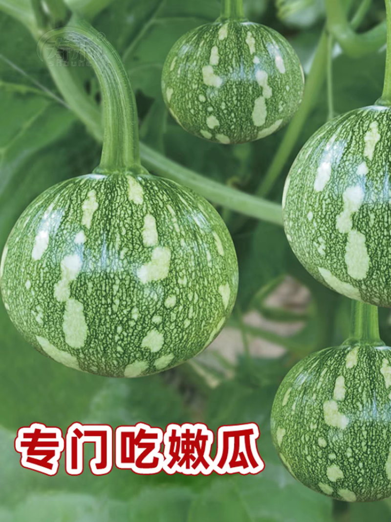 小南瓜嫩南瓜产地一手货源，货源充足，支持视频看货