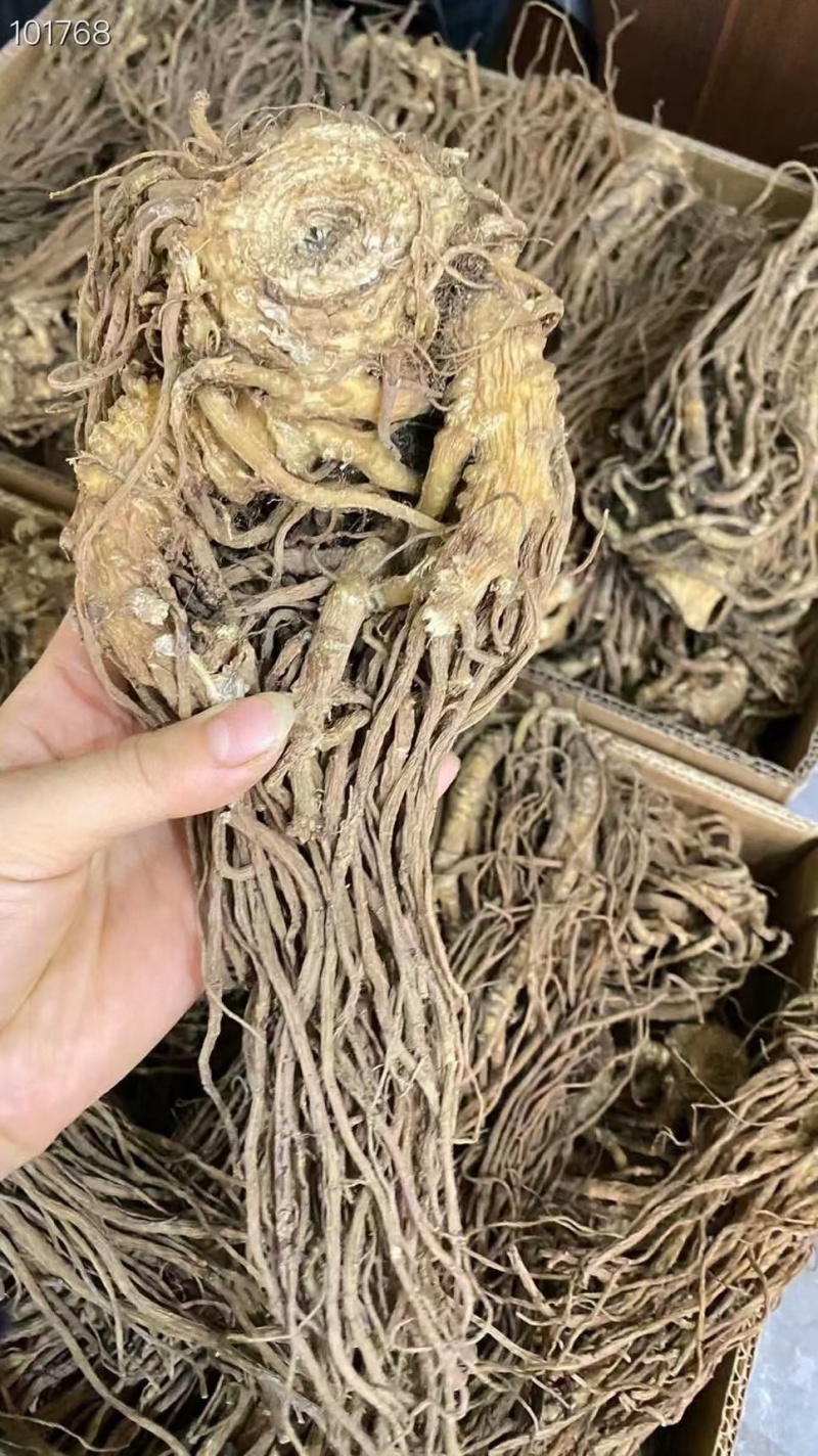 ​​​​​​​​​长白山的整支当归，味道更浓，无磺，