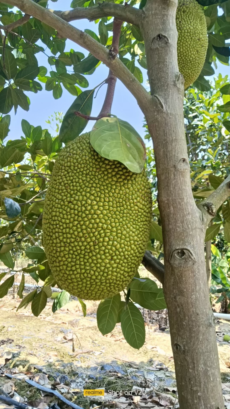 西双版纳菠萝蜜泰八货源充足品质保证、产地直发