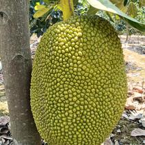 西双版纳菠萝蜜泰八货源充足品质保证、产地直发