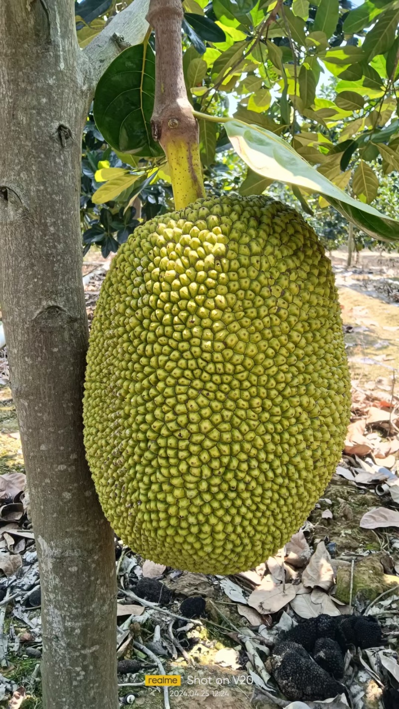 西双版纳菠萝蜜泰八货源充足品质保证、产地直发